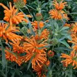 Wild dagga (Leonotis Leonorus) - 10 Seeds