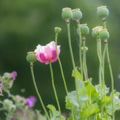 Slaapbol (Papaver somniferum) 5 Gram